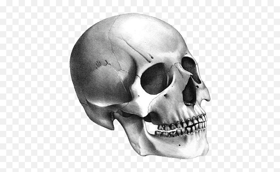 Skeleton Skulls Png Clipart - Skeleton Head Transparent Background,Skeleton Png Transparent