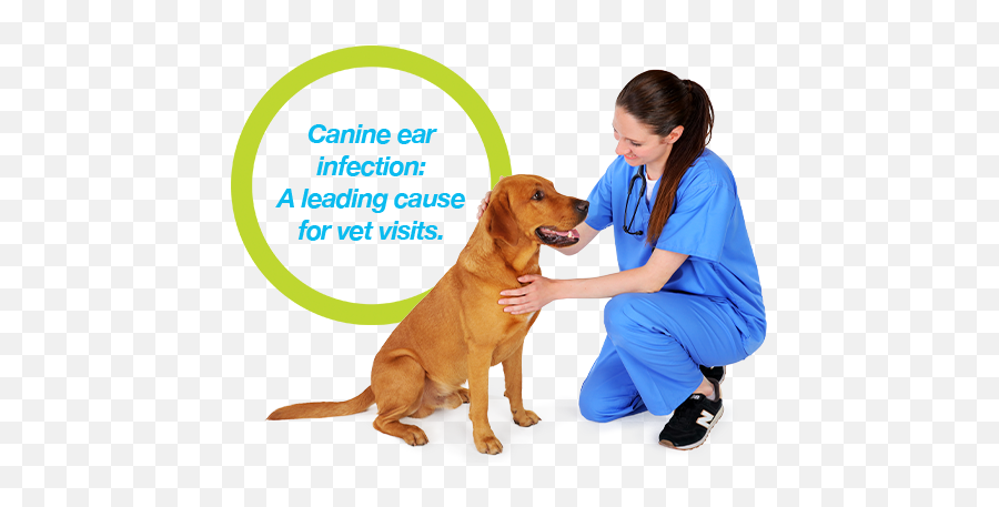 Treating Dog Ear Infections Just Got Easier - Dog Yawns Png,Dog Ears Png