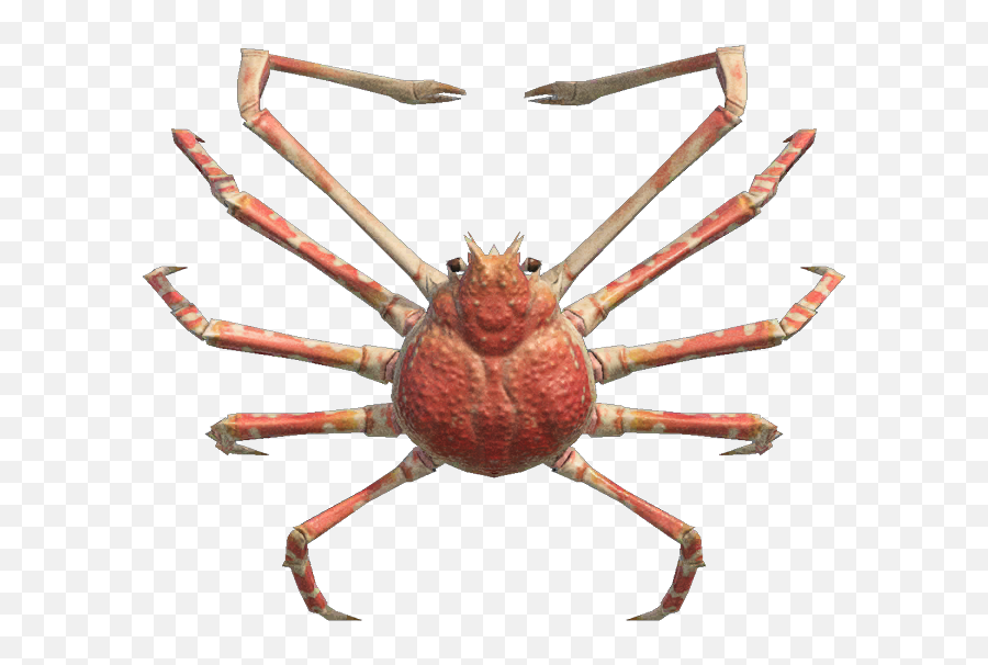 Spider Crab - Nookipedia The Animal Crossing Wiki Spider Crab Animal Crossing New Horizons Png,Spiders Png