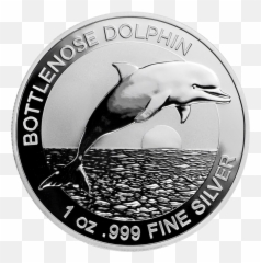 Bottlenose Dolphin - Common Bottlenose Dolphin Png,Dolphins Png