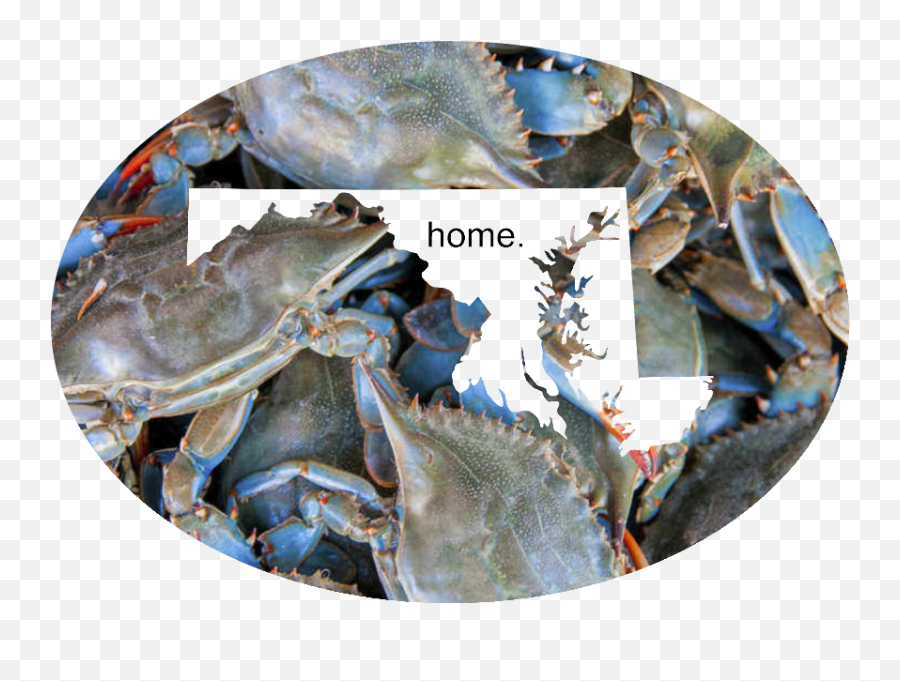 Md Blue Crab Sublimation Transfer - Chesapeake Bay Blue Crab Png,Blue Crab Png