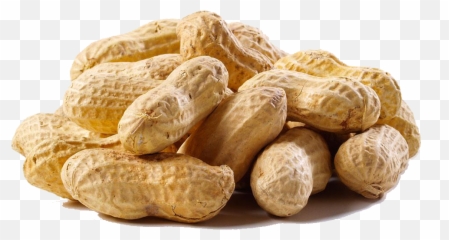 Peanuts Transparent Vector - Raw Peanuts Png,Peanuts Png