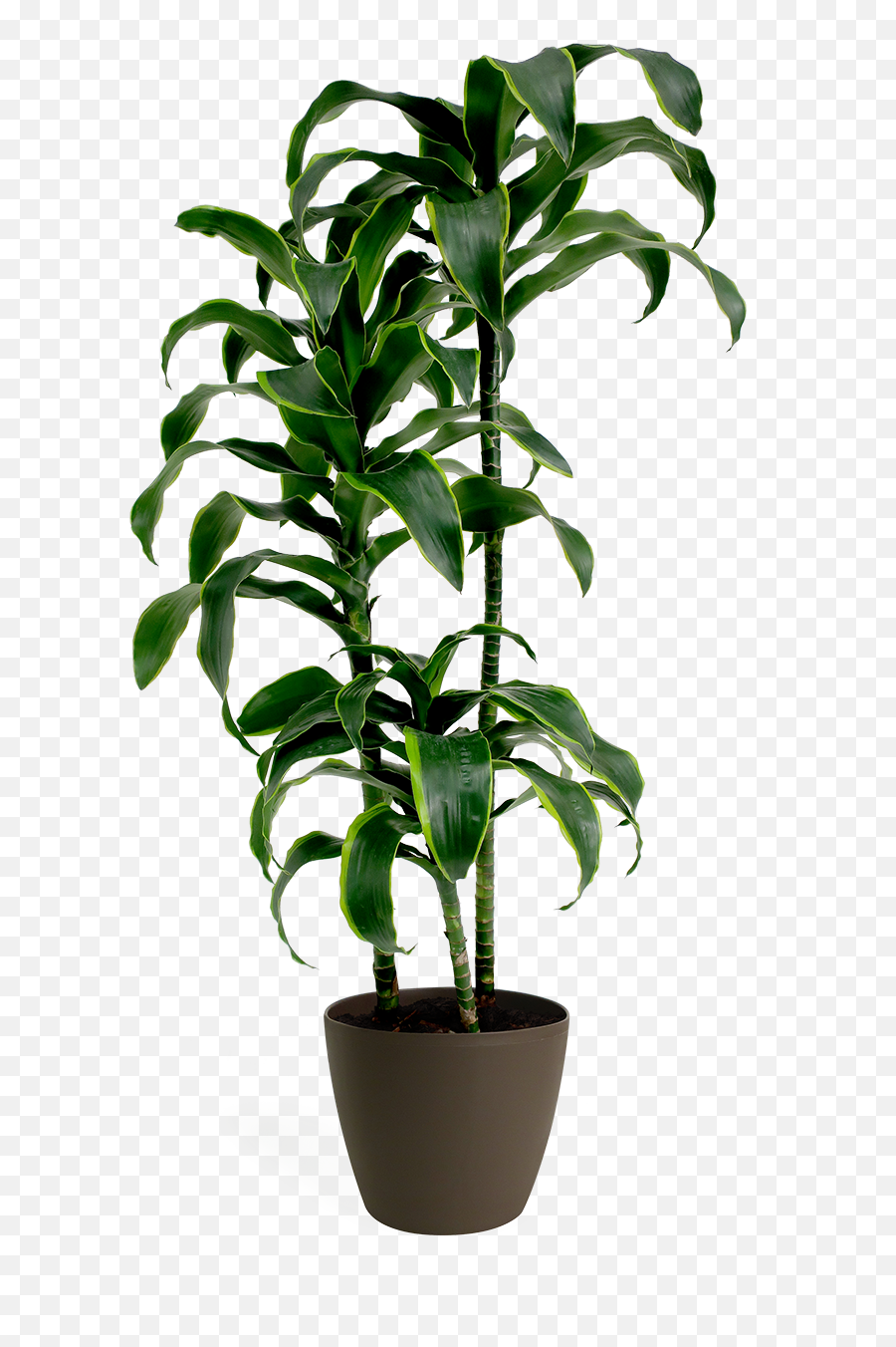 Dracaena Dorado Cane - Dracaena Dorado Cane Png,Corn Plant Png