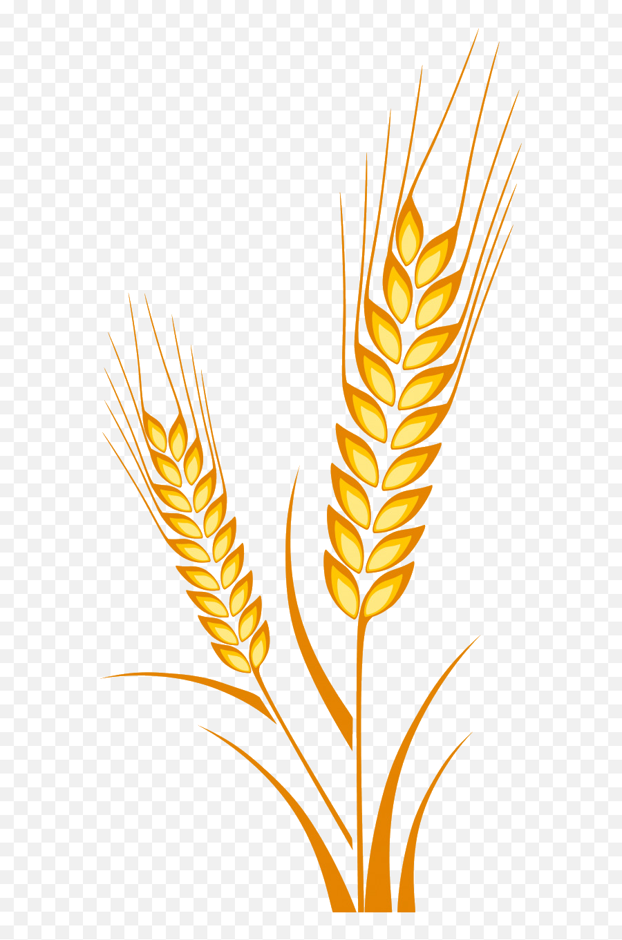 Bagazo De Trigo Desechables Bio México - Desechables Wheat Drawing Png,Trigo Png