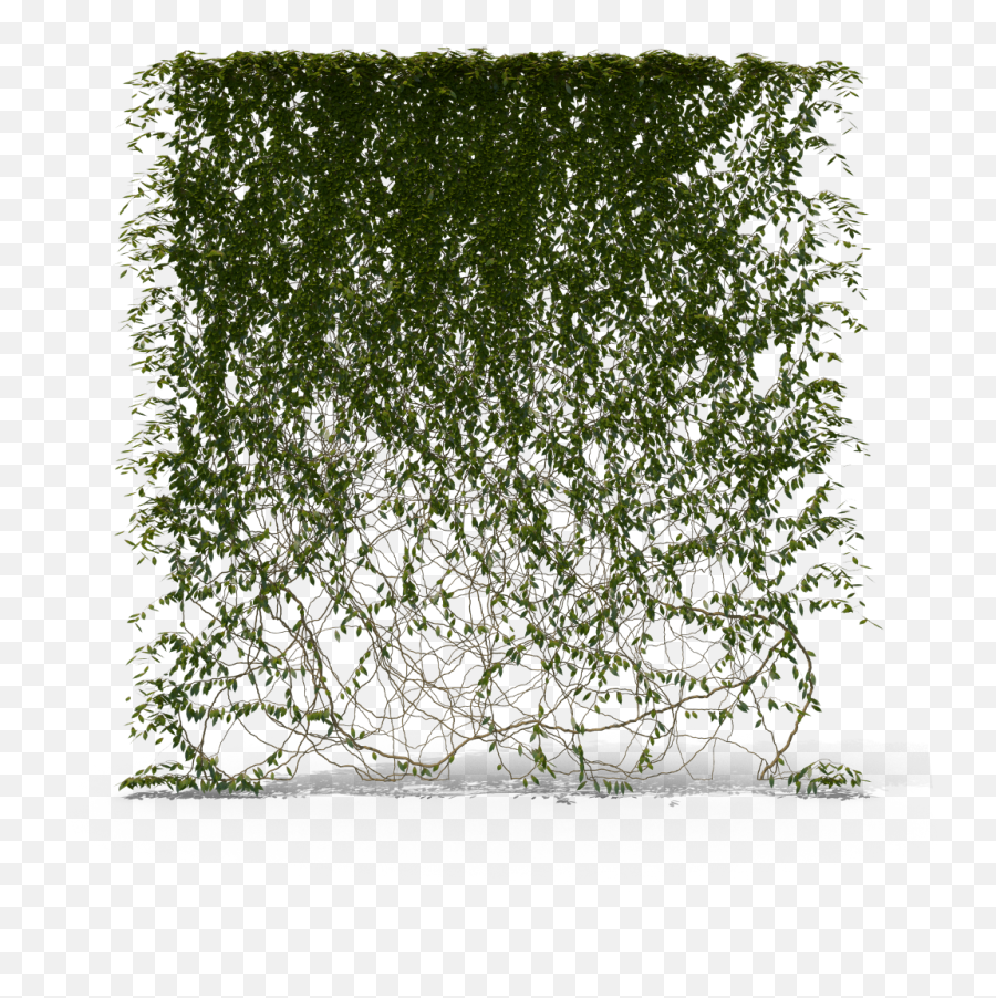 Ivy Hanging Png Transparent - Hanging Ivy Png,Hanging Ivy Png