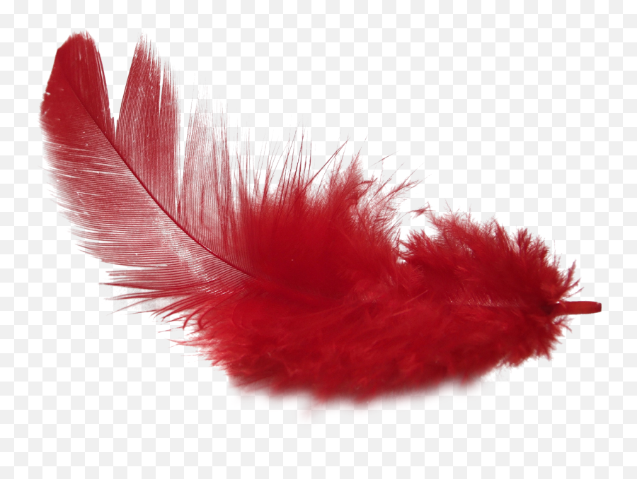 Red Feather Png Hd Quality Images Free - Transparent Red Feather Png,Feathers Png