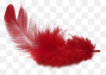 Red Feather Png Hd Quality Images Free - Transparent Red Feather Png,Feathers Png