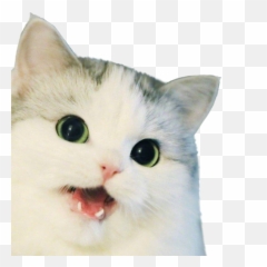 N - Cat Meme Transparent png