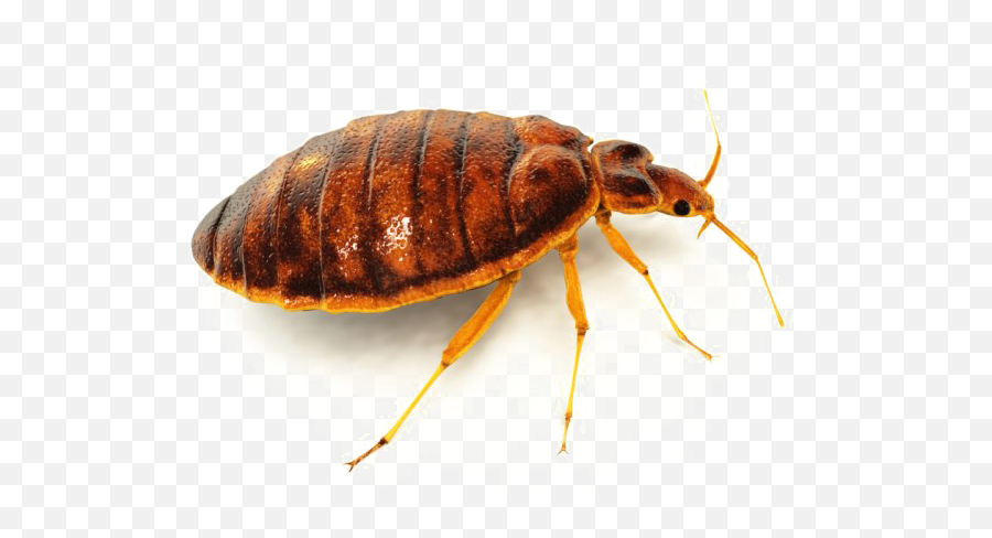 Bed Bug Png Image Background - Bedbug Png,Bugs Png
