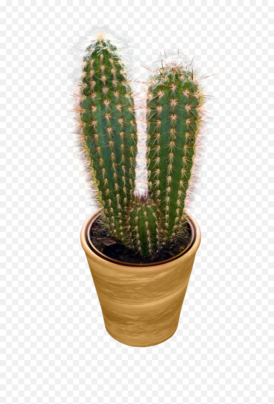 Cactus Png Image - Cactus Png,Cacti Png