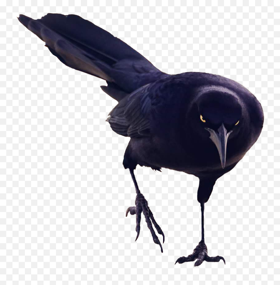 Black Bird Walking Png