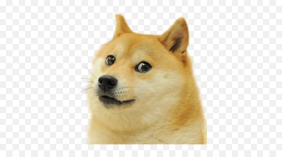 Le Transparent Doge Template Has Arrived Dogelore - Dog Meme Sticker Png,Roblox Template Transparent