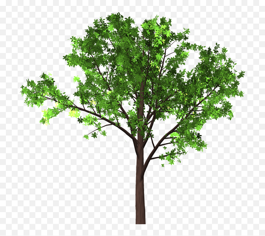 Tree Branches Png - Gambar Pohon Transparan,Tree Branches Png