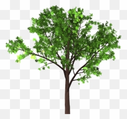 Tree Branches Png - Gambar Pohon Transparan