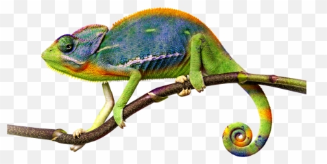Chameleon Png Hd Transparent Hdpng Images Pluspng - Png