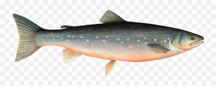 Arctic Fish Transparent Png Image - Farmed Arctic Char,Ocean Fish Png