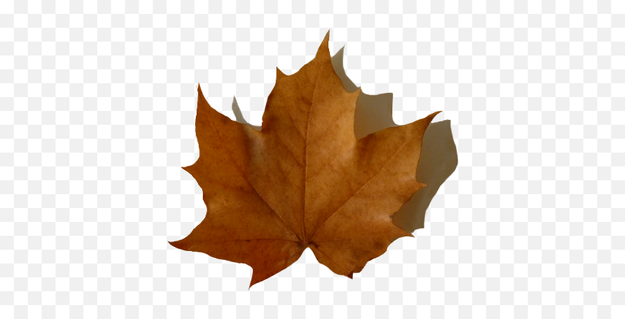Download Hd Oak Leaf With Shadow Fall - Brown Fall Leaves Clipart Png,Fall Leaf Transparent