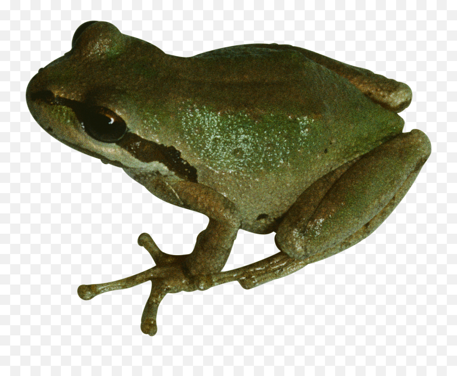 Pet Frog Transparent Background - Frog Transparent Background Png,Frog Transparent Background