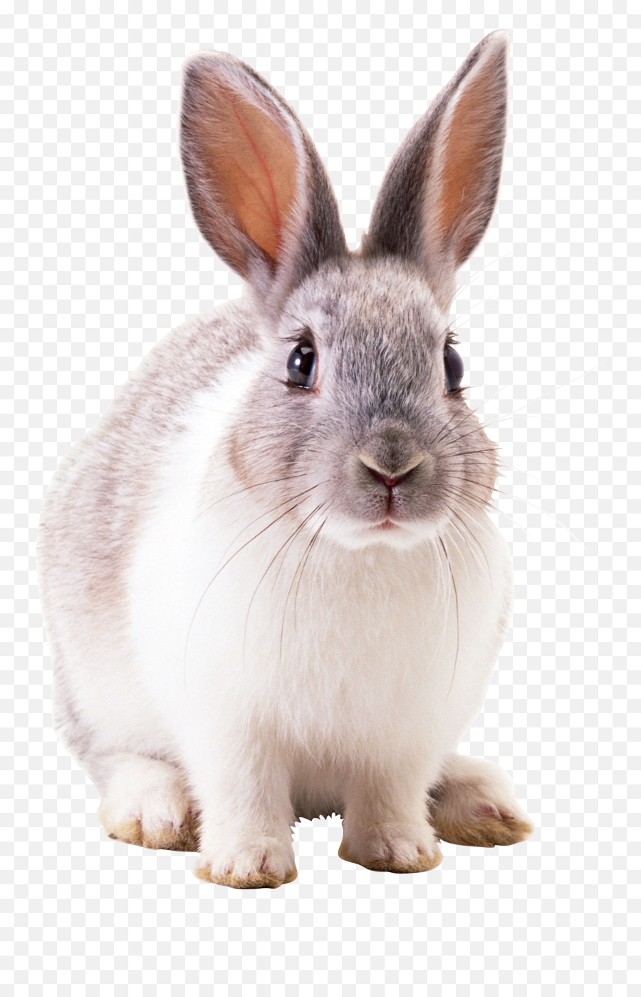 Rabbit Transparent Png Clipart Free - Rabbit Png,Rabbit Transparent