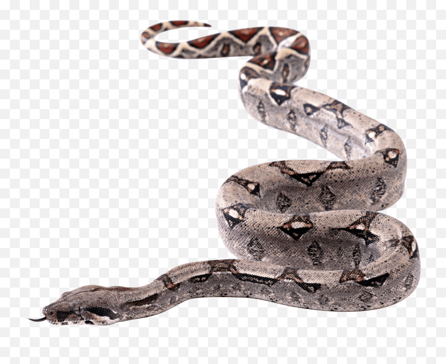 Snake Transparent Png - Snakes With Transparent Background,Snake Transparent Background