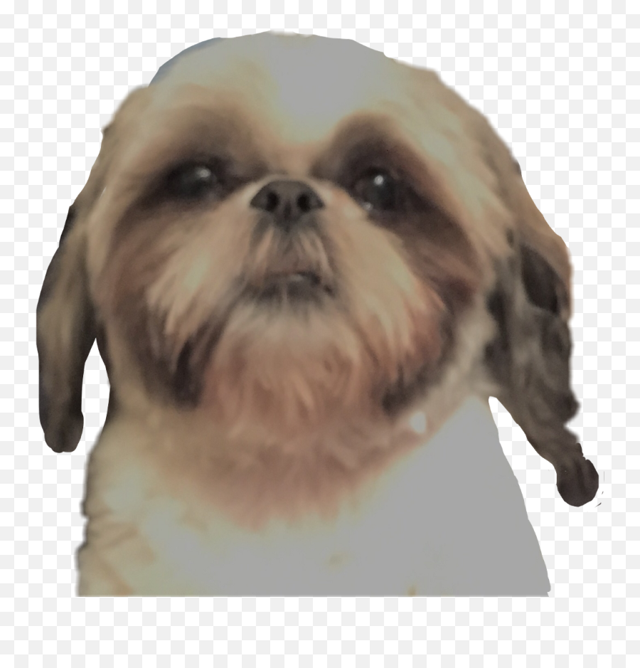 Dog Shihtzu Little Head Shaggy - Chinese Imperial Dog Png,Dog Head Png