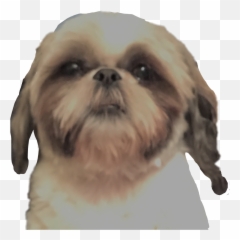 Dog Shihtzu Little Head Shaggy - Chinese Imperial png