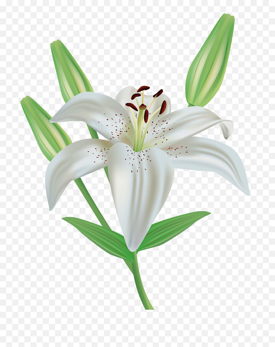Lilies Images Png - Easter Lily Clip Art,Lily Transparent Background