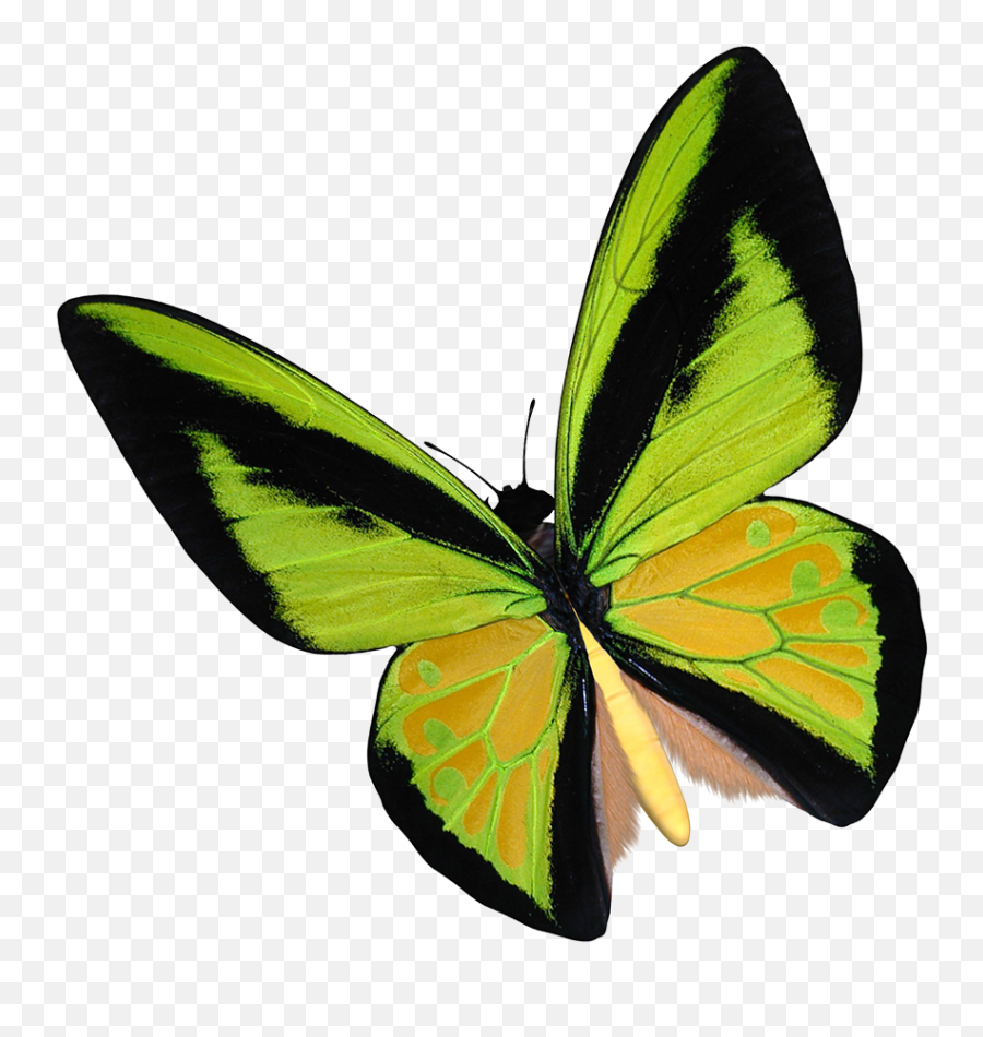 Butterfly Clipart - Lycaenid Png,Yellow Butterfly Png