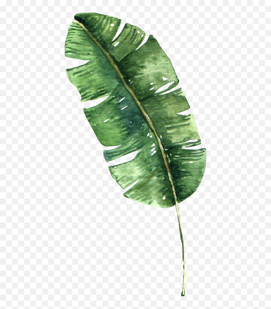 Banana Leaf Png Picture - Banana Leaf Transparent Background,Banana Leaf Png