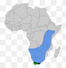 Download Cape And African Honey Bee - Africanized Honey Bee Origin Africa Png,Africa Map Png