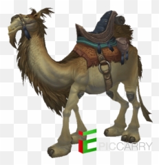 Tan Riding Camel - Reins Of The Brown Riding Png,Camel Transparent