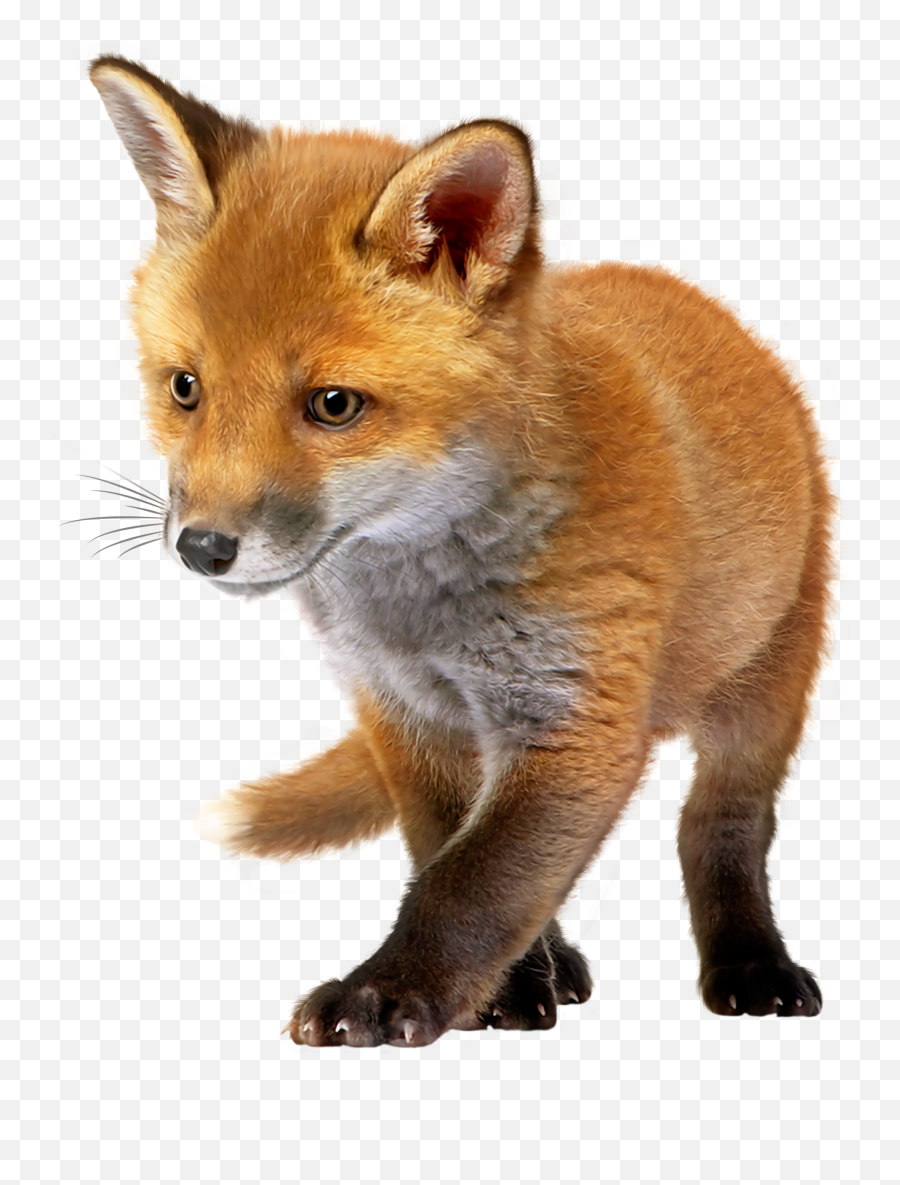 Fox Png Hd Pictures - Vhvrs Baby Fox Png,Fennec Fox Png