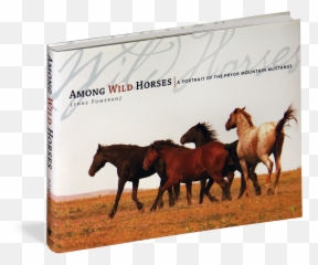 Wild Horse Mustang Quotes - Wild Horse Portrait Png,Mustang Horse Png