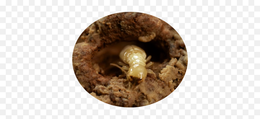 This Odd Social Behavior Allows Termites To Eat Wood By - Human Body Louse Png,Termite Png