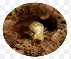 This Odd Social Behavior Allows Termites To Eat Wood By - Human Body Louse Png,Termite Png