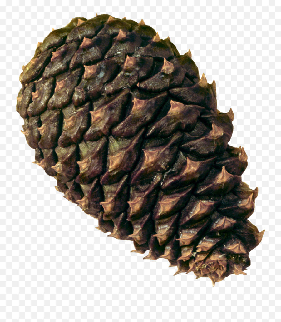 Pine Cone Png Image Pinecone