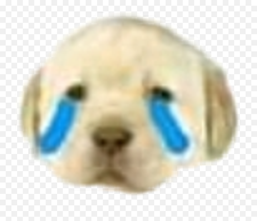 Download Meme Dog Sad Sticker January Lol Idk - Harbor Seal For Teen Png,Sad Dog Png