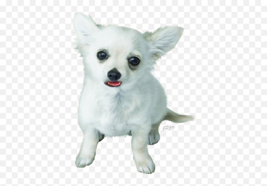 13543 - Nintendogs Png,Transparent Dog Gif