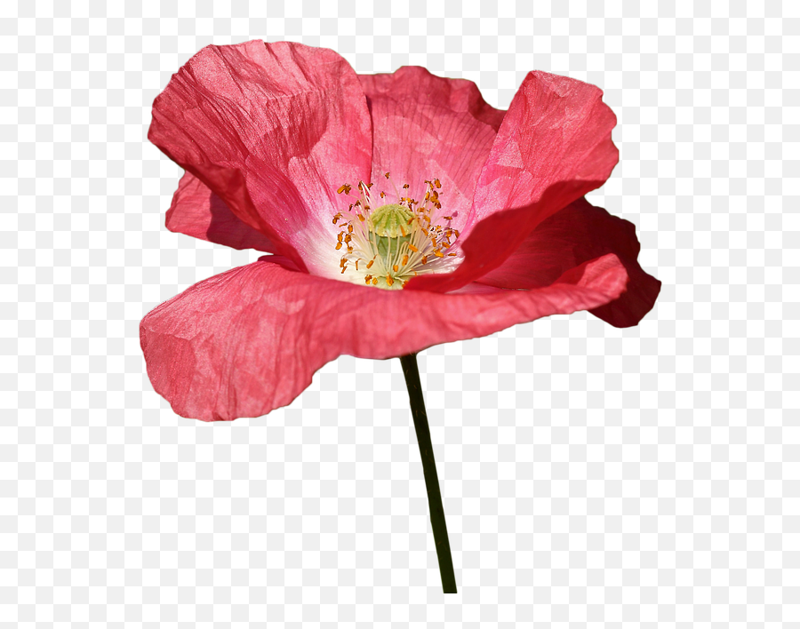 Poppyredflowerspringred Flowers - Free Image From Portable Network Graphics Png,Poppies Png
