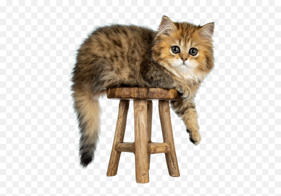 Cute Cat - Photos By Canva Domestic Cat Png,Kitten Transparent Background -  free transparent png images 