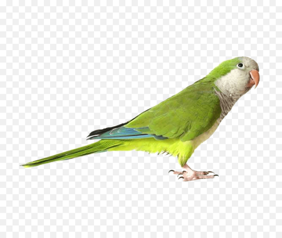 Download Parrot Free Png Transparent - Green Quaker Parrot,Parrot Transparent Background