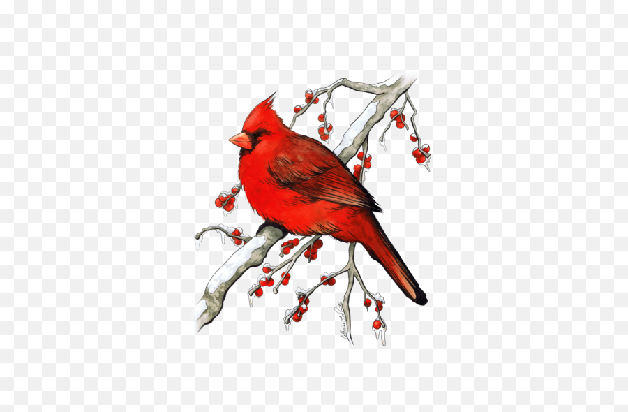 Download Winter Cardinal Watercolor And - Cardinal Watercolor Png,Cardinal Png