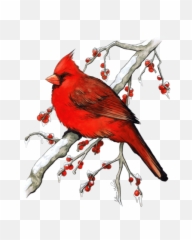 Download Winter Cardinal Watercolor And - png