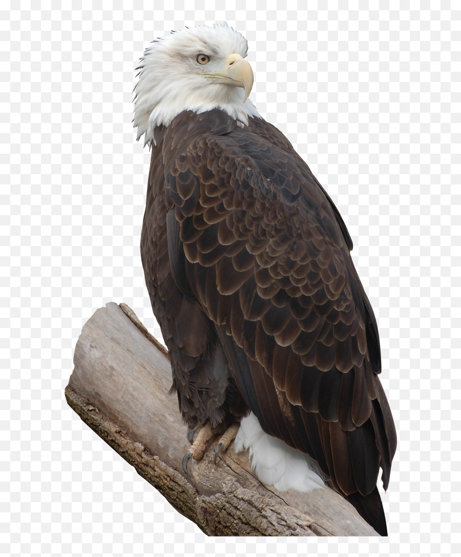 Bald Eagle Free Png Image Arts - Bald Eagle,Bald Eagle Transparent