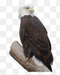 Bald Eagle Free Png Image Arts - Bald Eagle,Bald Eagle Transparent