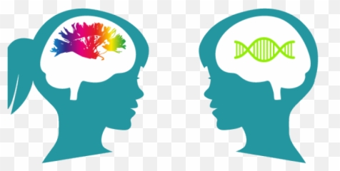 Download Brain Clipart Cognitive - png