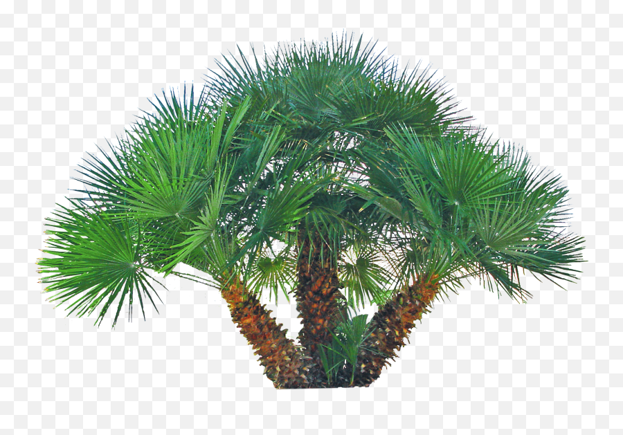 Pygmy Palm Png - Pygmy Date Palm Png,Palm Png