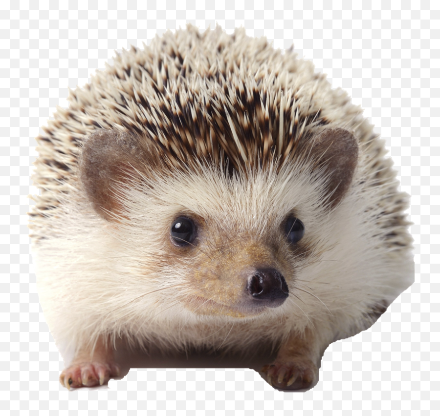 Hedgehog Png Background Transparent