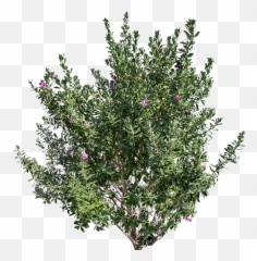 Texas Sage Png