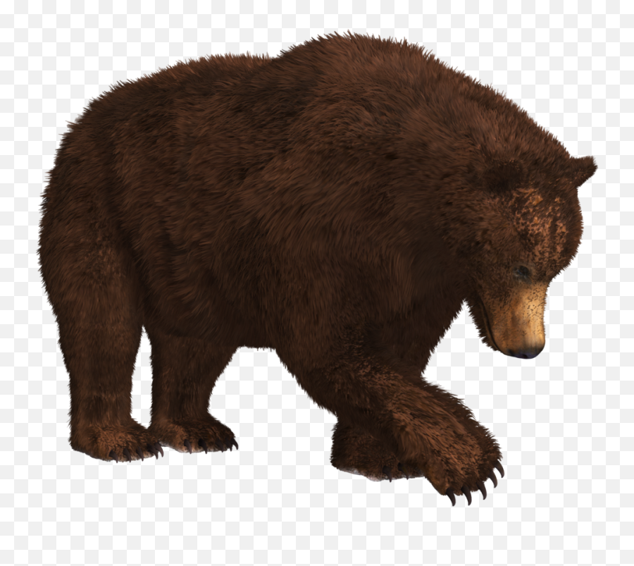 Bear Png Background - Bear Png,Grizzly Bear Png